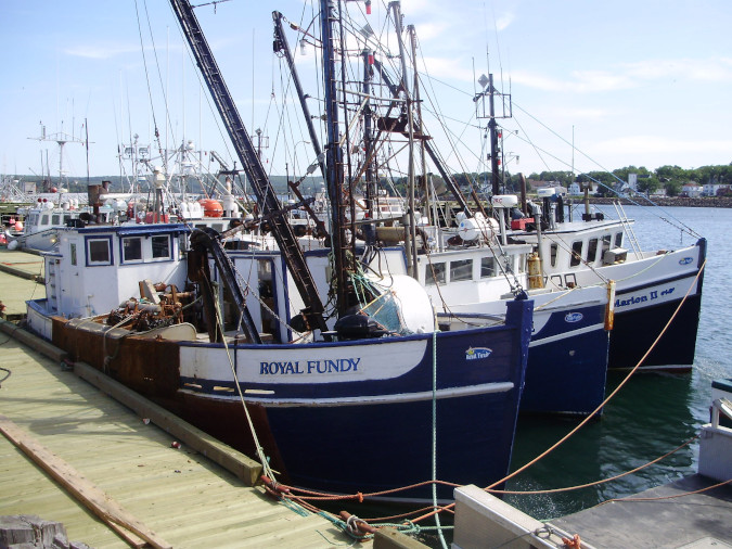 Royal Fundy, Lady Gina, Lady Marion II (Photo Credit: Lee Dugas)